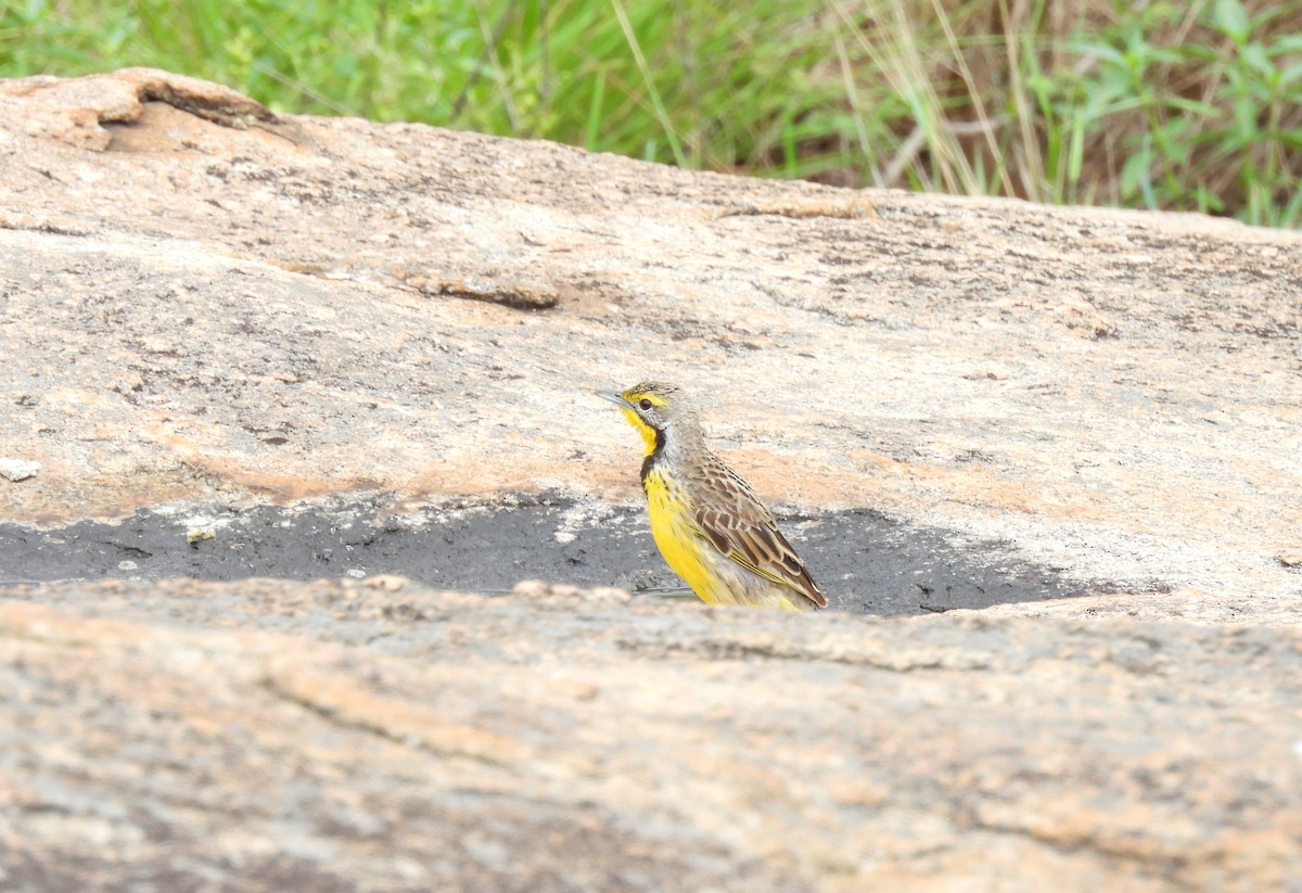 Yellow-throated Longclaw - ML646461884