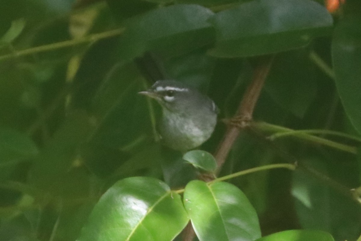 Plumbeous Warbler - ML646461891