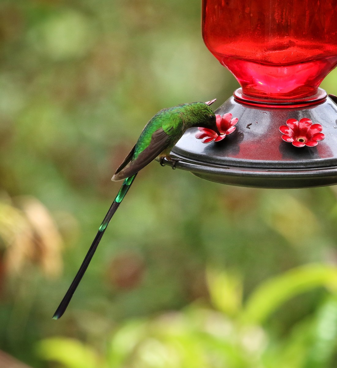 Green-tailed Trainbearer - ML646461892