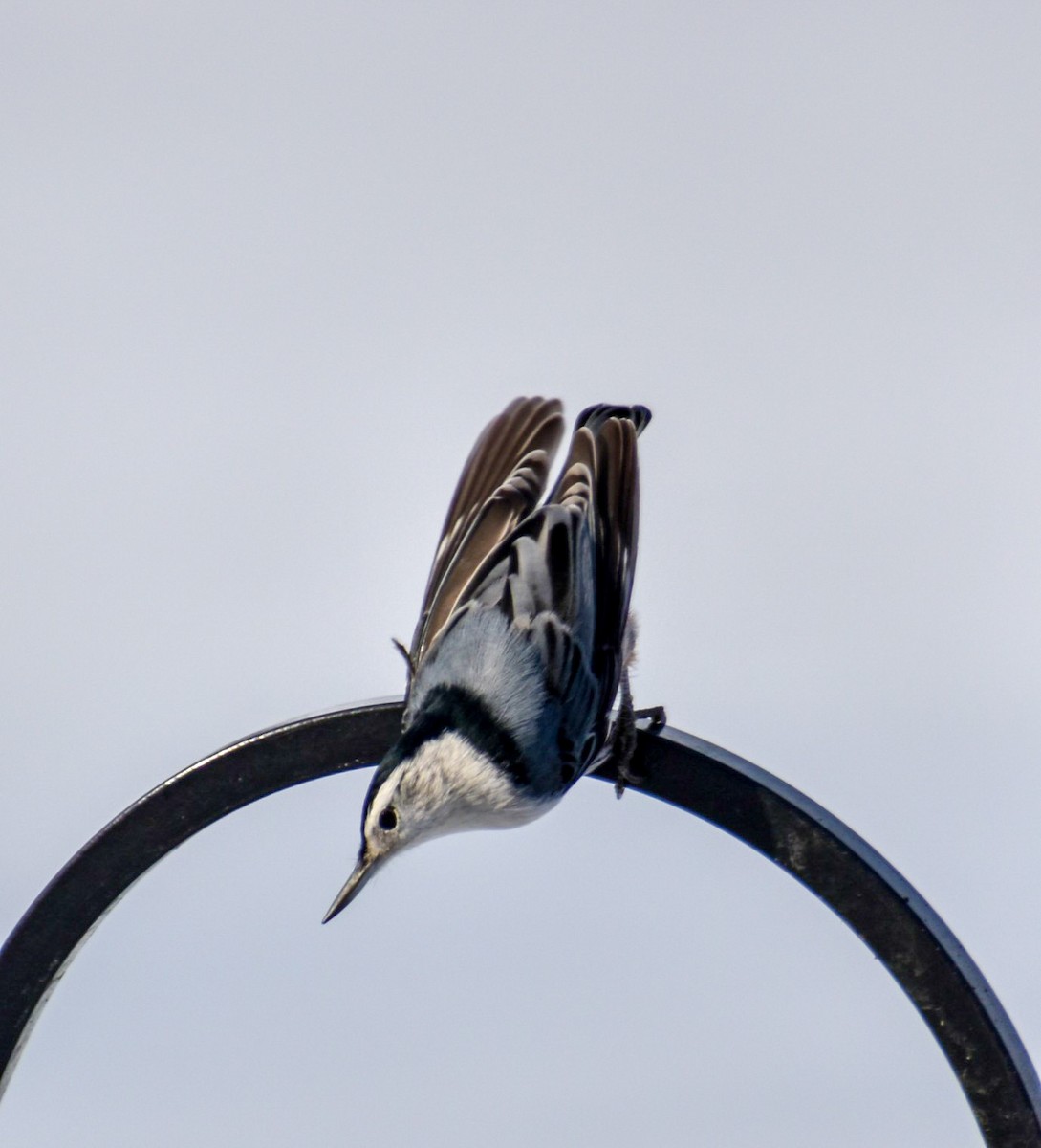 White-breasted Nuthatch - ML646461894