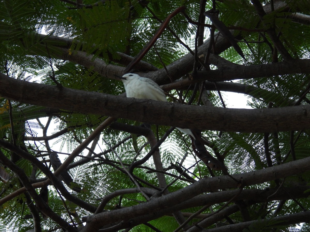 Blue-billed White-Tern - ML646461895