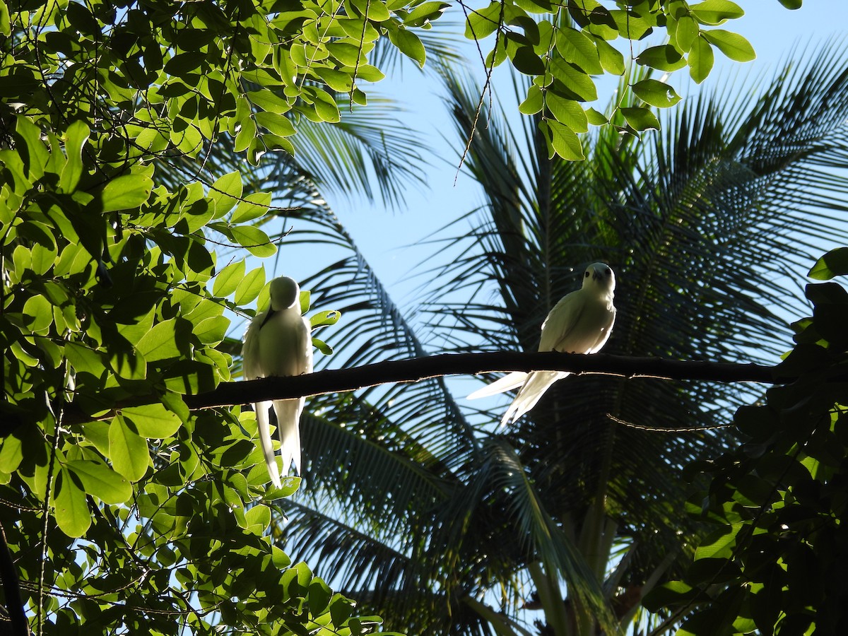 Blue-billed White-Tern - ML646461896