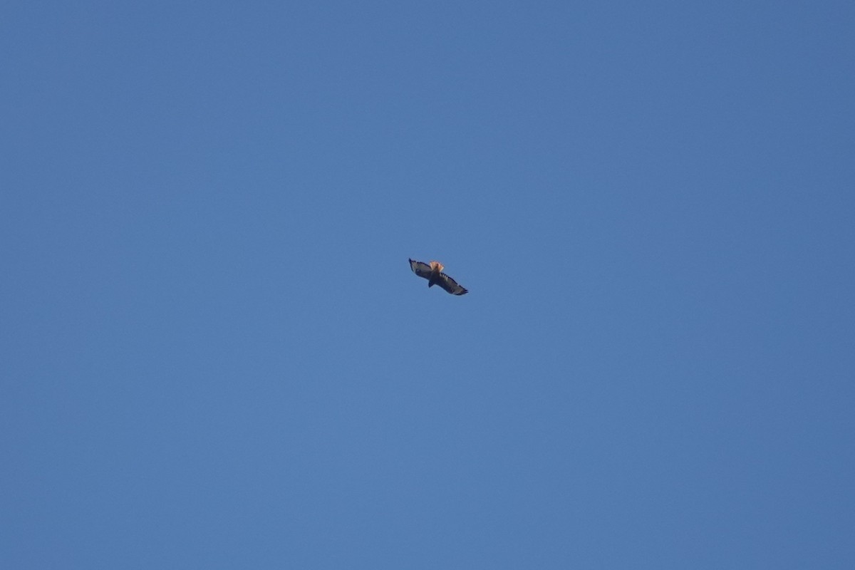 Red-tailed Hawk - ML646461898