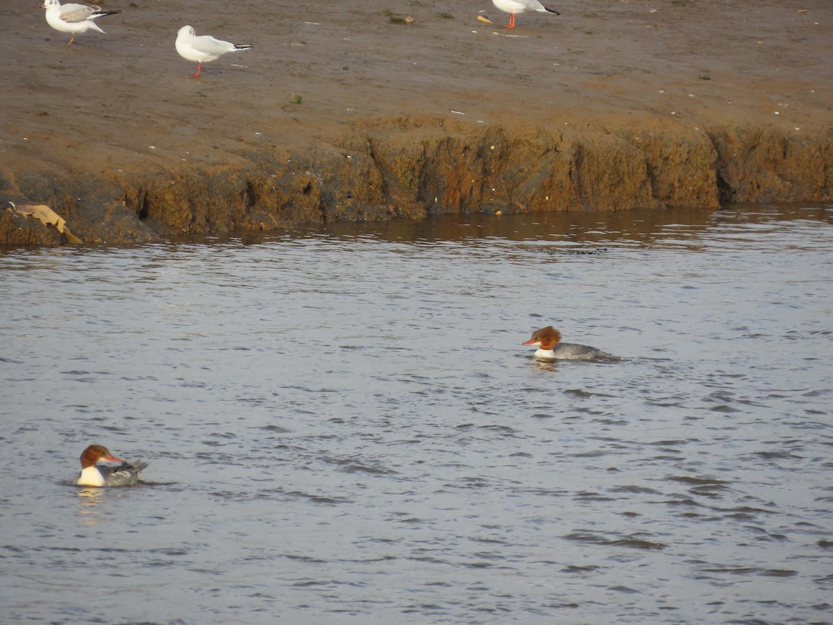 Common Merganser - ML646461899