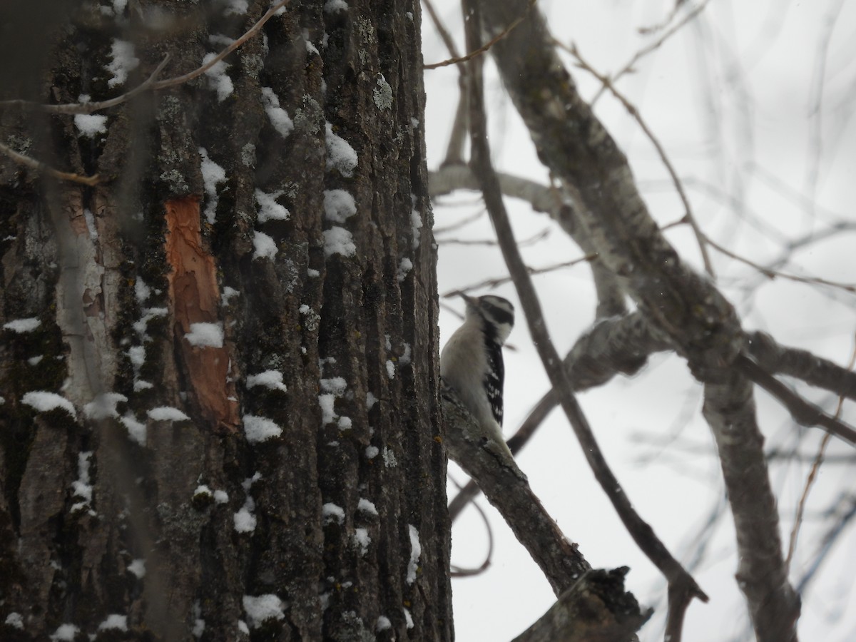 Pic mineur - ML646461900