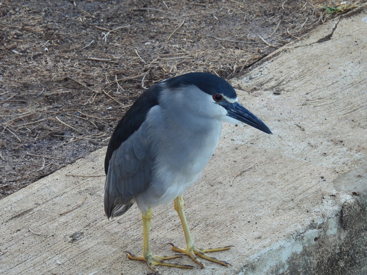 Black-crowned Night Heron - ML646461902
