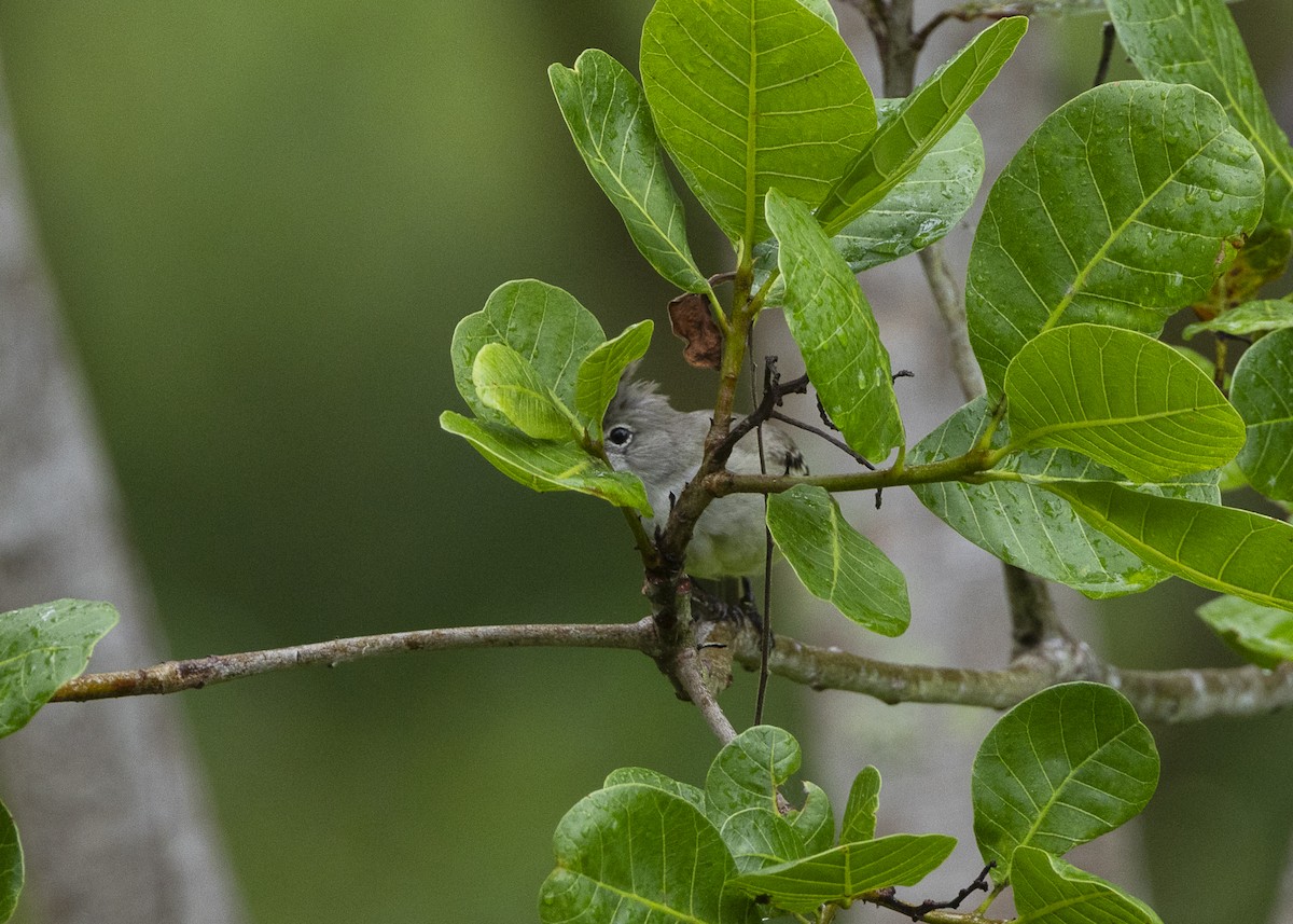 Yellow-bellied Elaenia - ML646461904