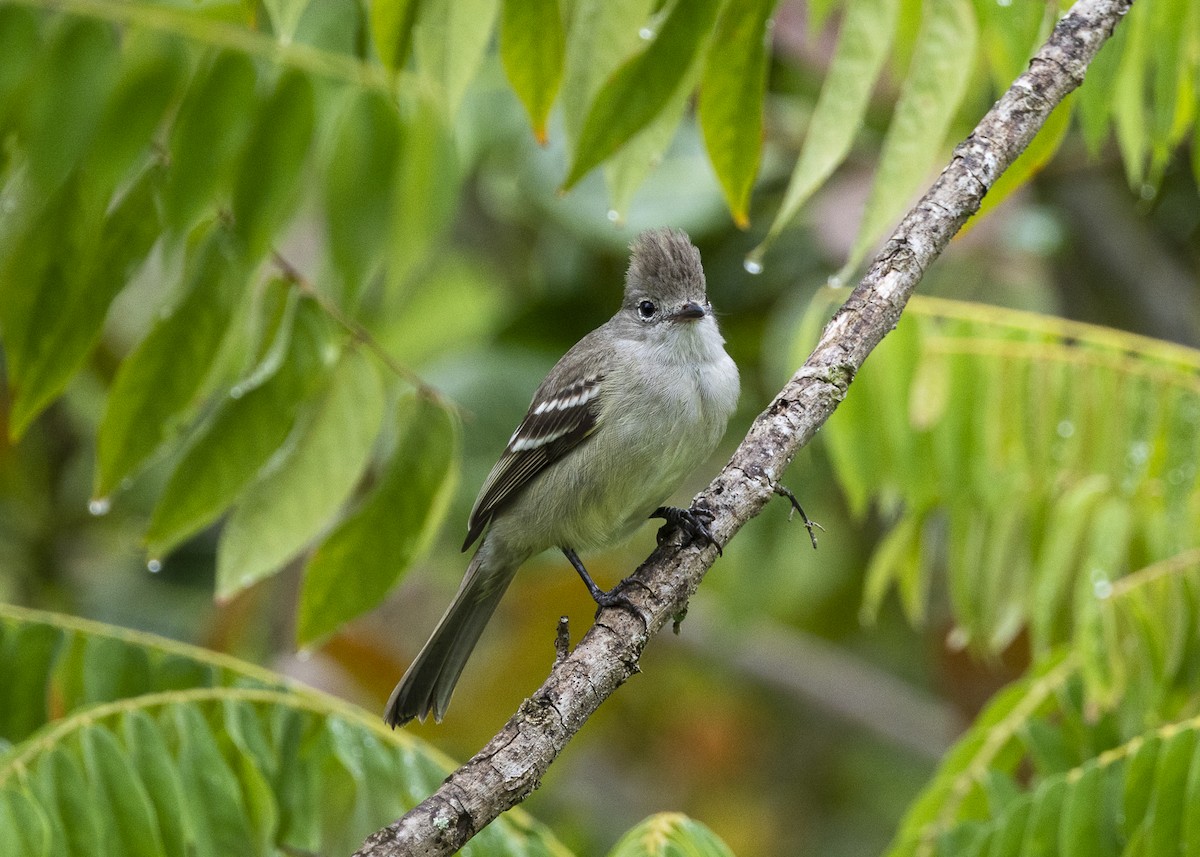 Yellow-bellied Elaenia - ML646461905