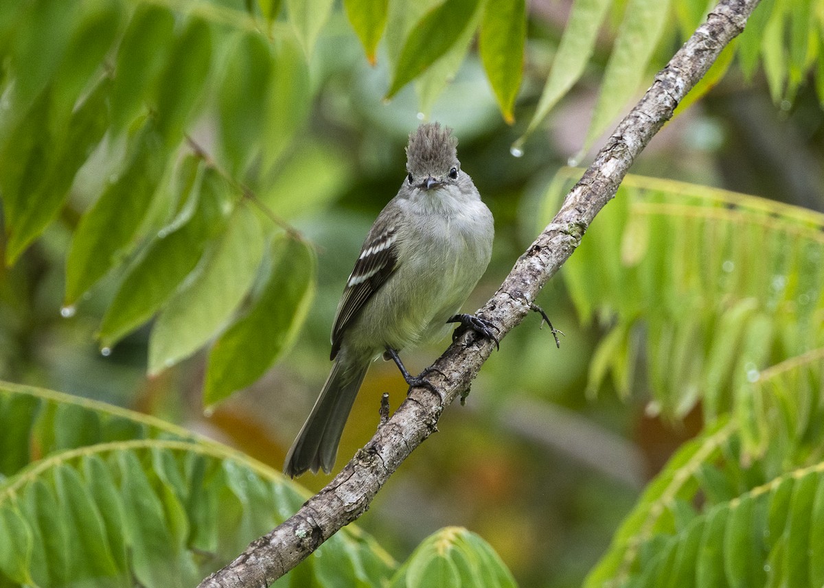 Yellow-bellied Elaenia - ML646461906