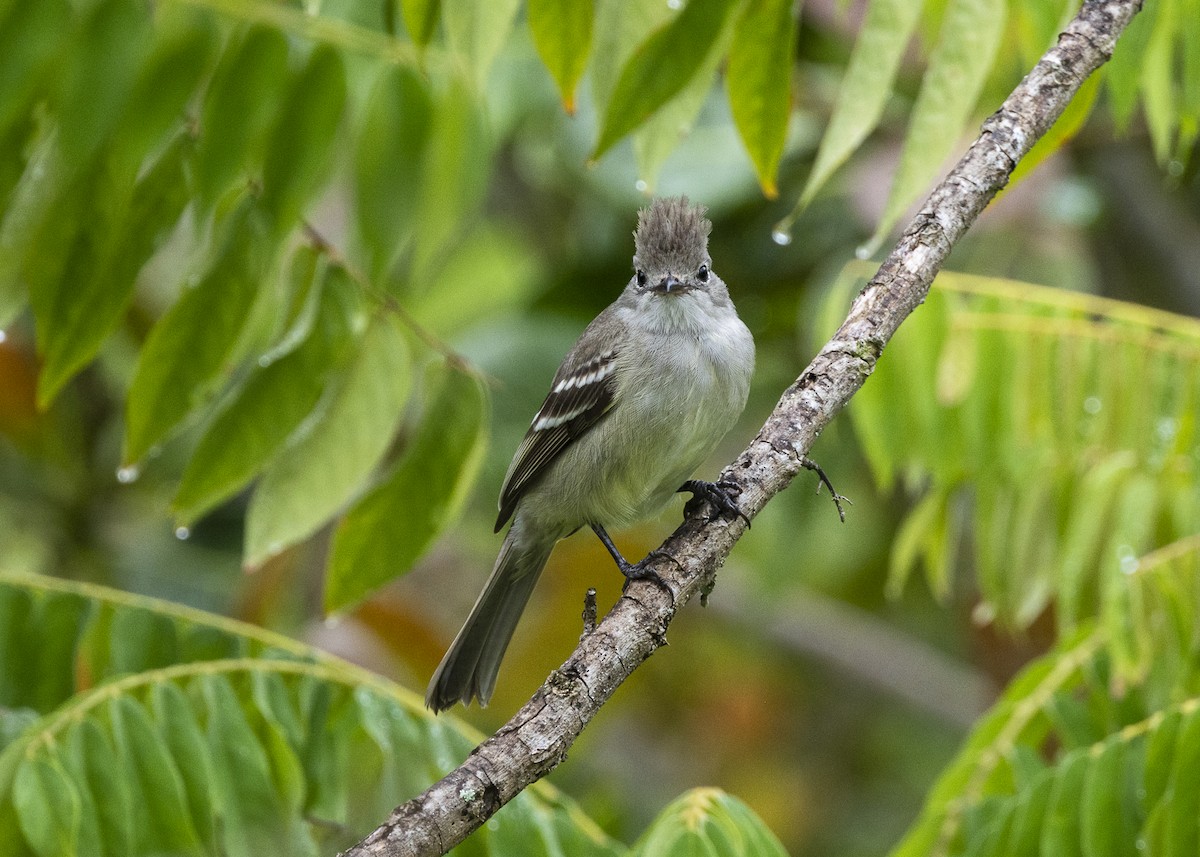 Yellow-bellied Elaenia - ML646461907