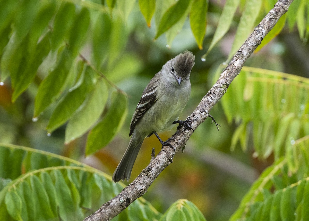 Yellow-bellied Elaenia - ML646461908