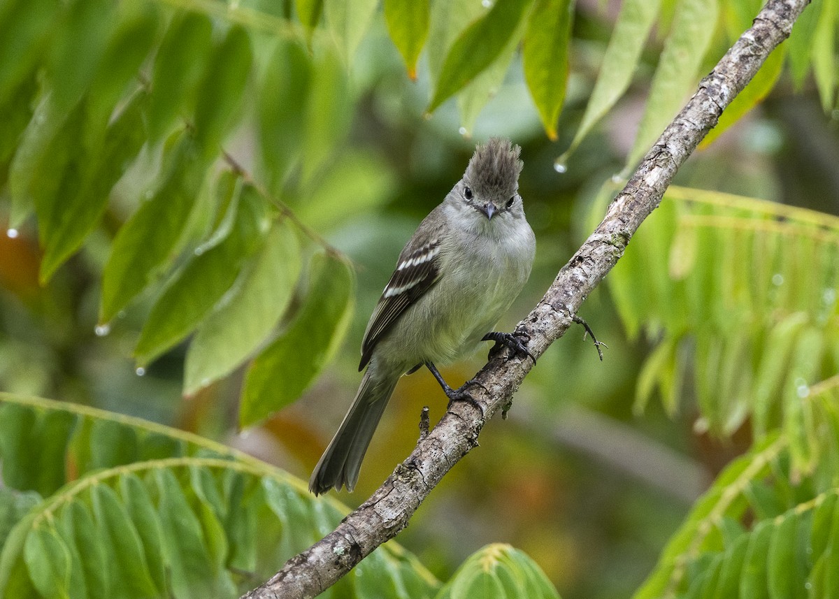 Yellow-bellied Elaenia - ML646461909