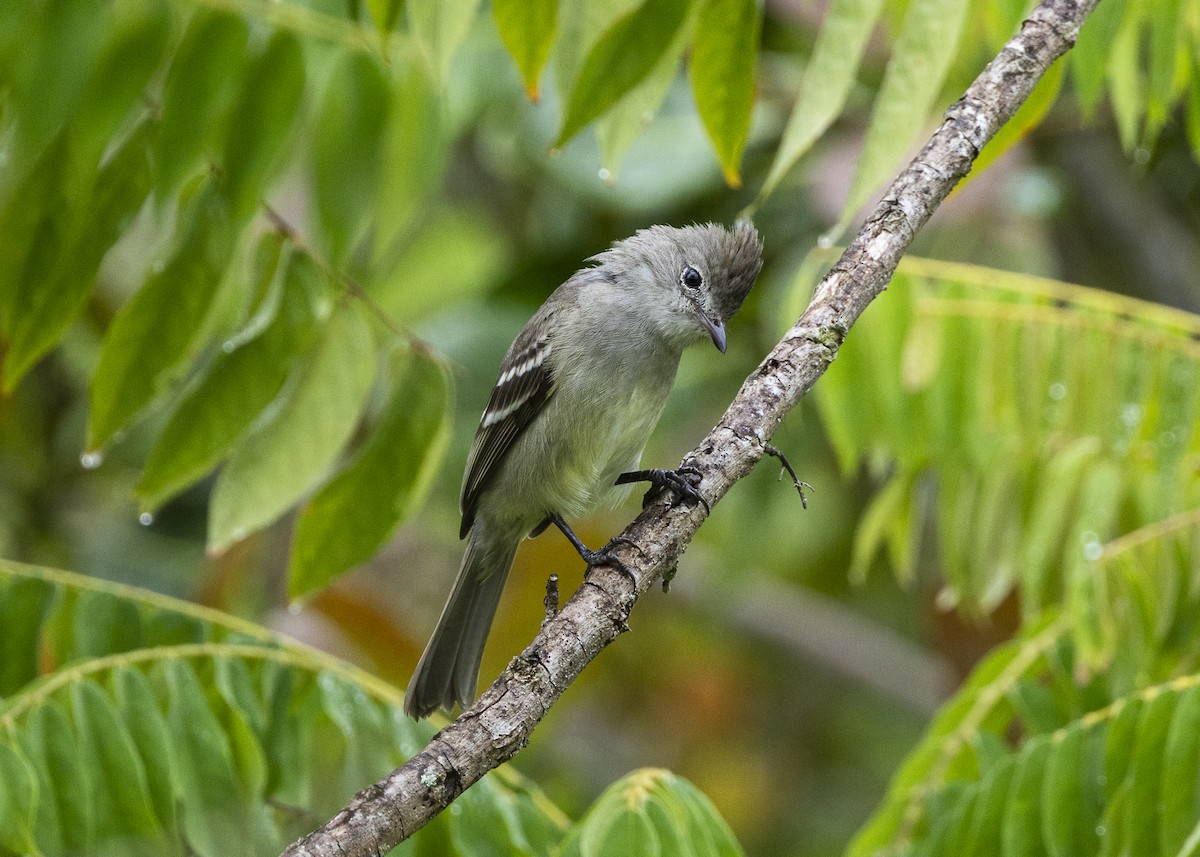 Yellow-bellied Elaenia - ML646461911