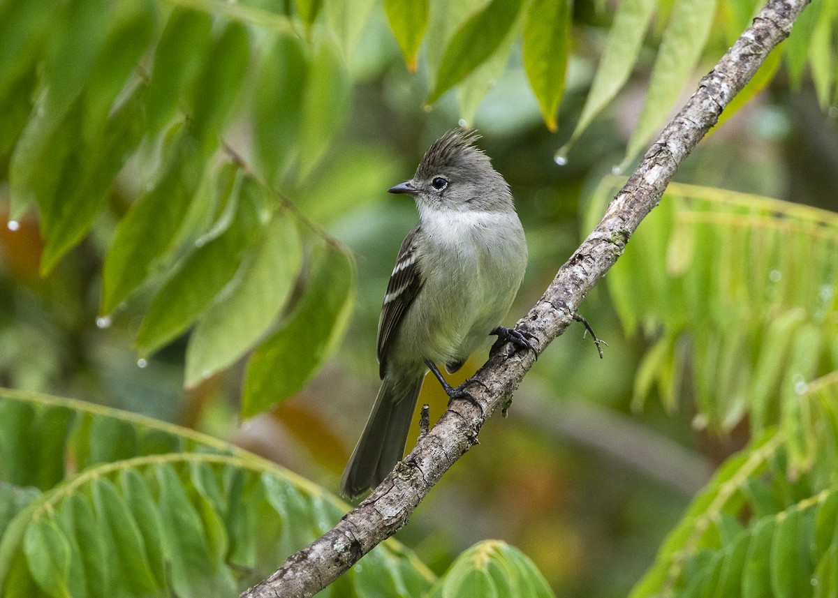 Yellow-bellied Elaenia - ML646461913