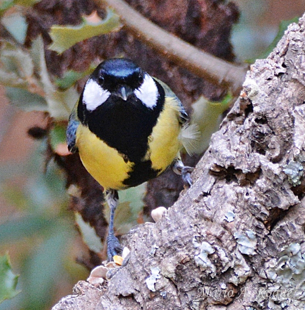 Great Tit - ML646461915