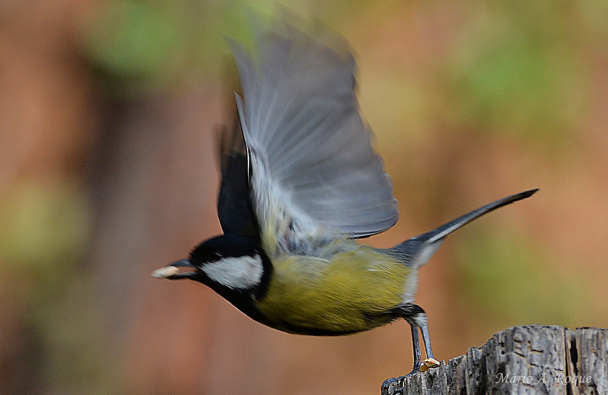 Great Tit - ML646461916