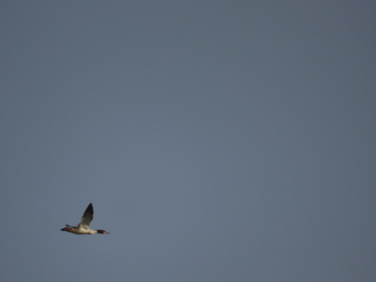 Common Merganser - ML646461917