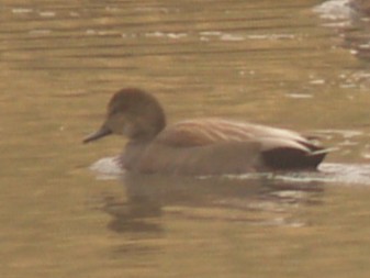 Gadwall - ML646461928