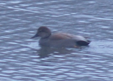 Gadwall - ML646461929
