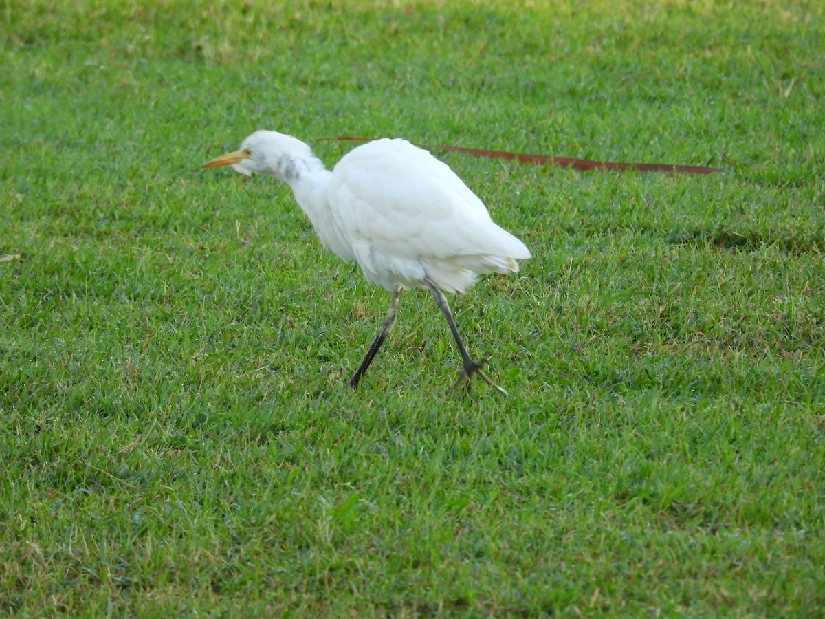 Western Cattle-Egret - ML646461930