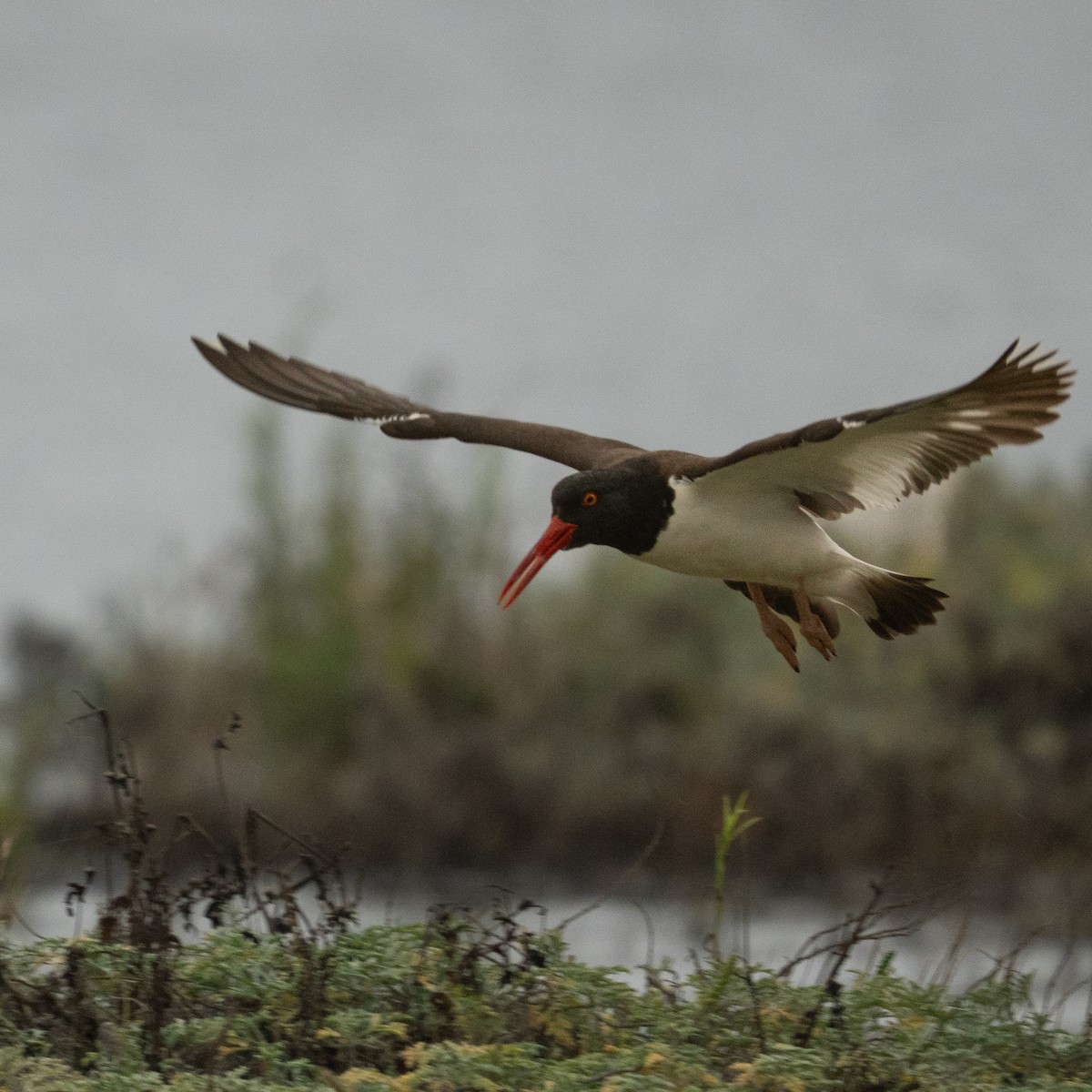 American Oystercatcher - ML646461932