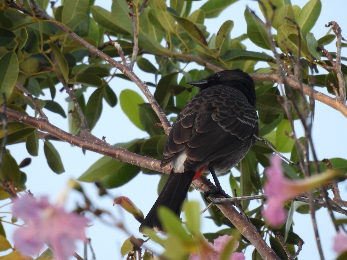 Red-vented Bulbul - ML646461934