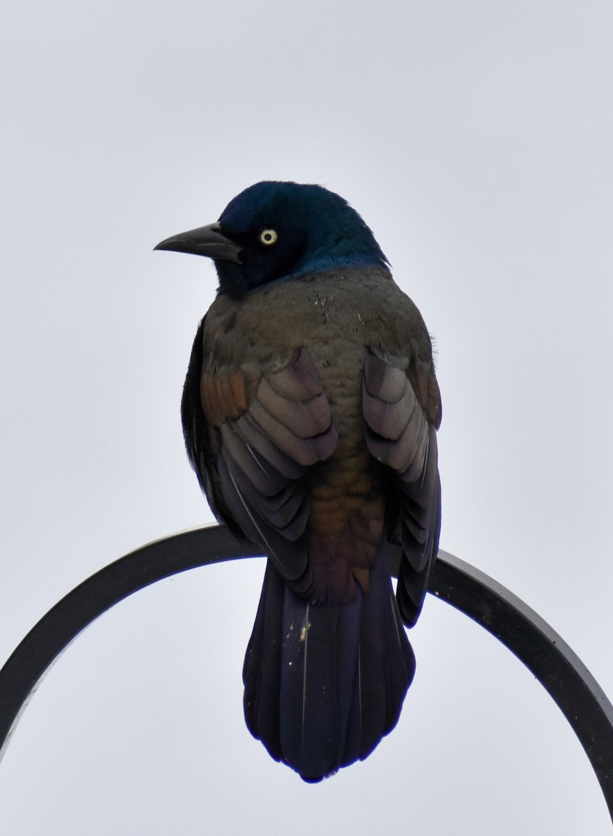 Common Grackle - ML646461935