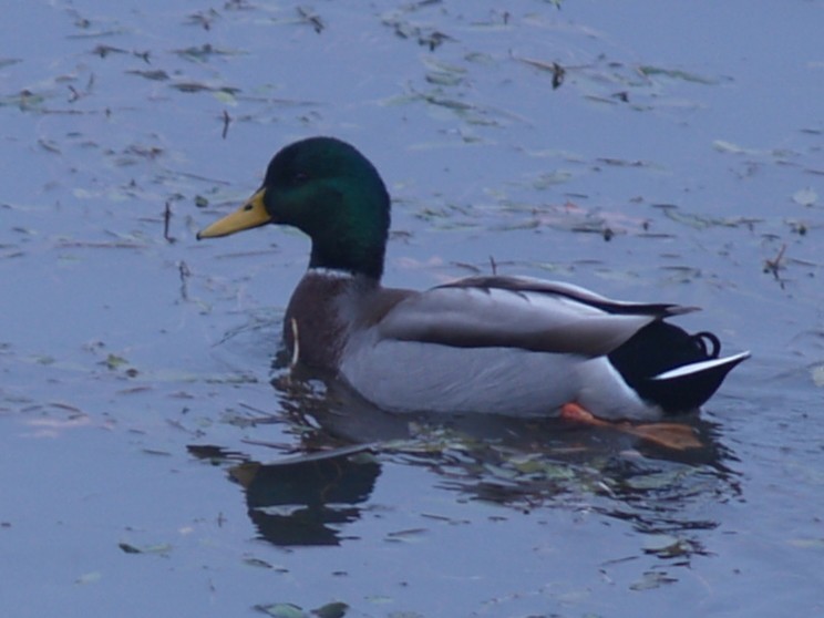 Mallard - ML646461936