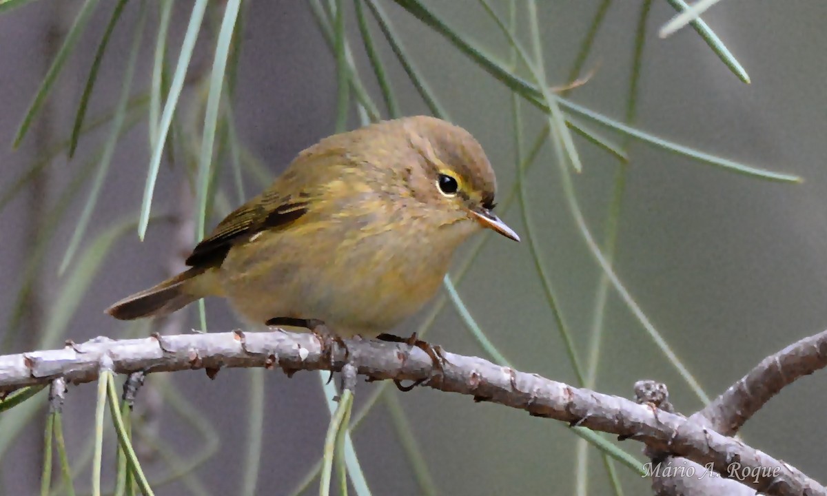 Common Chiffchaff - ML646461937