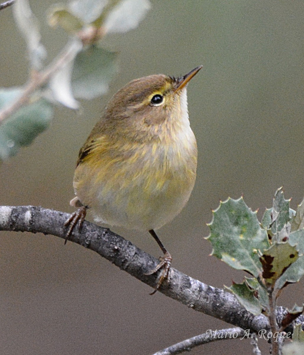 Common Chiffchaff - ML646461938