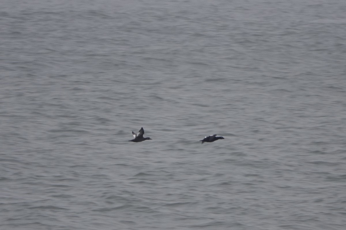 White-winged Scoter - ML646461940