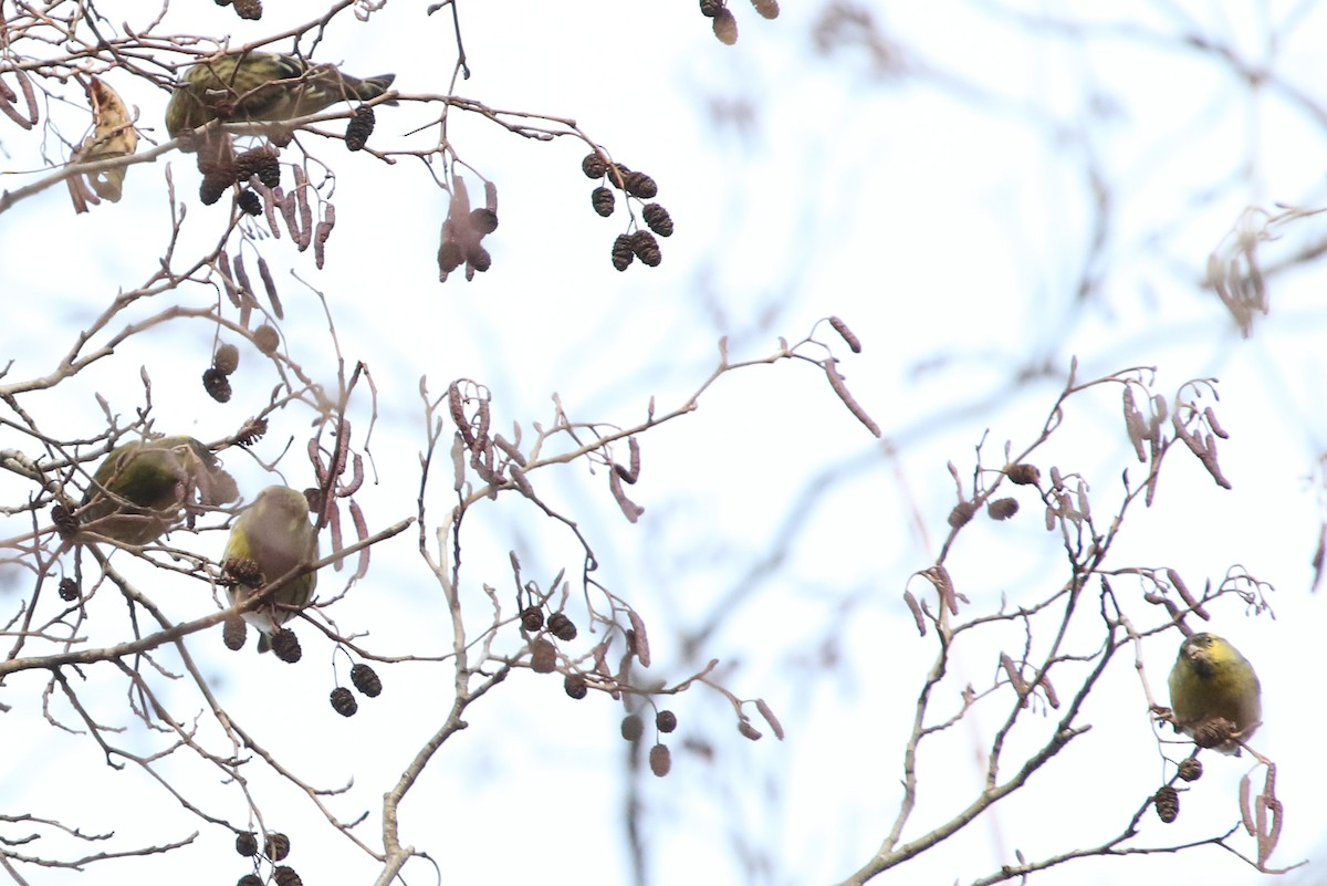 マヒワ - ML646461941