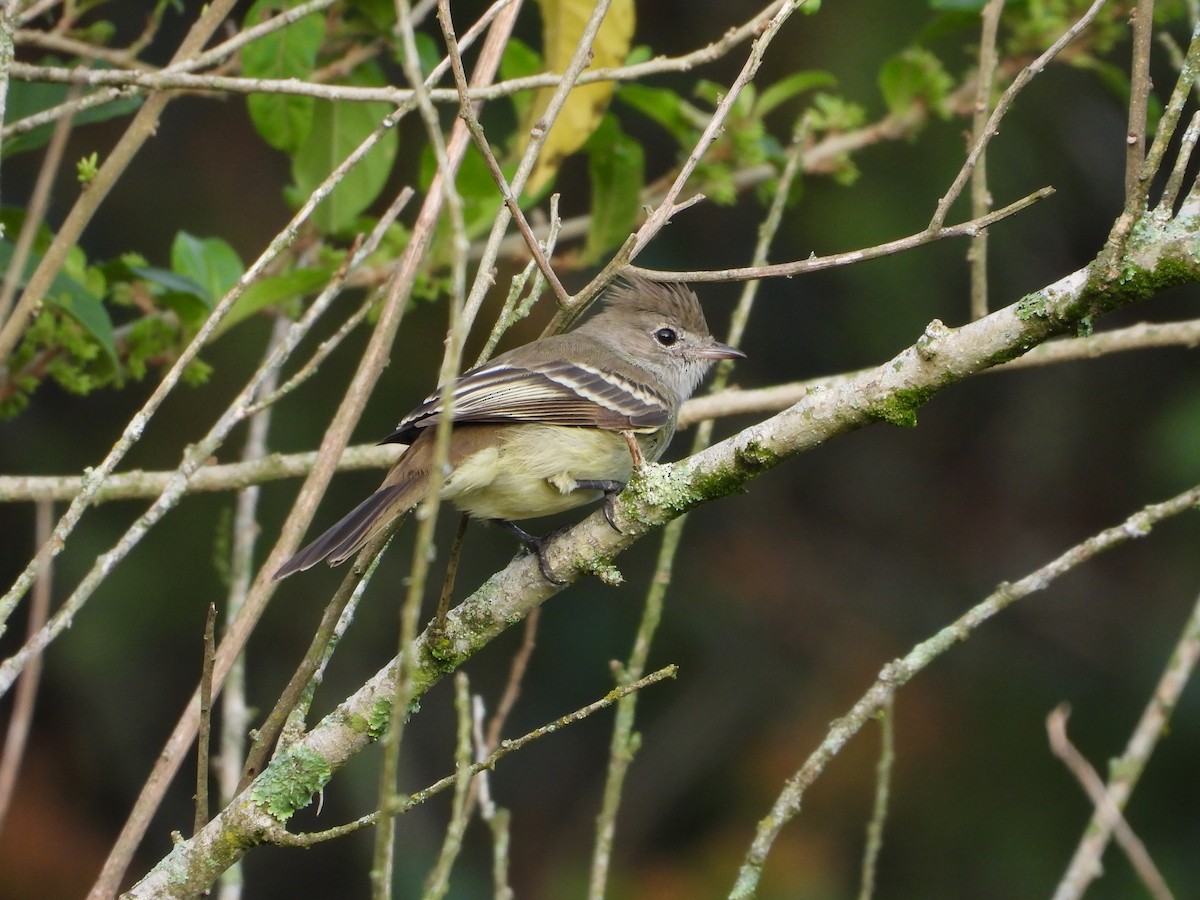 Yellow-bellied Elaenia - ML646461942