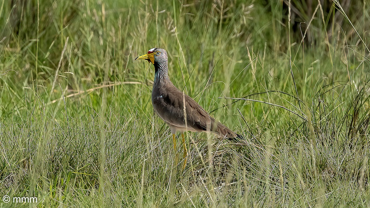 Wattled Lapwing - ML646461946