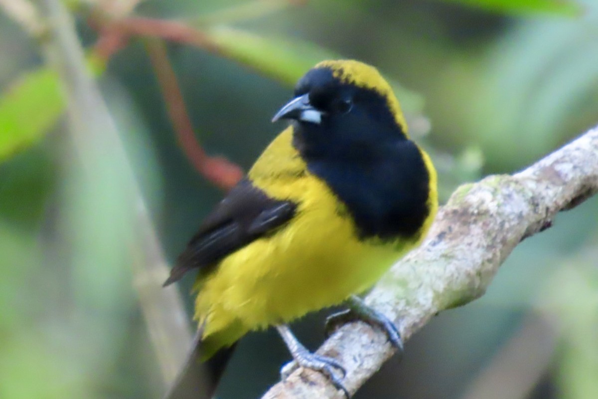 Black-cowled Oriole - ML646461948
