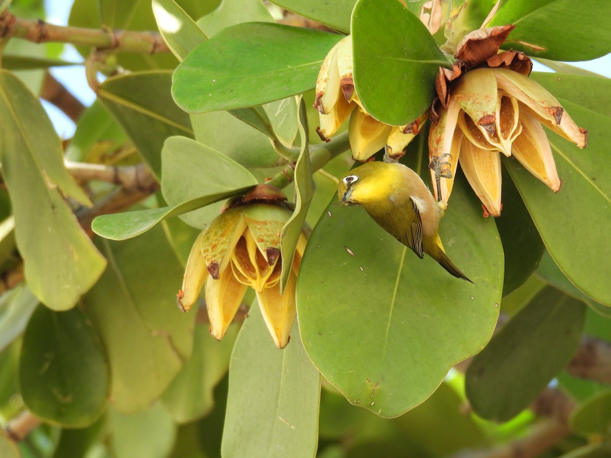 Warbling White-eye - ML646461951