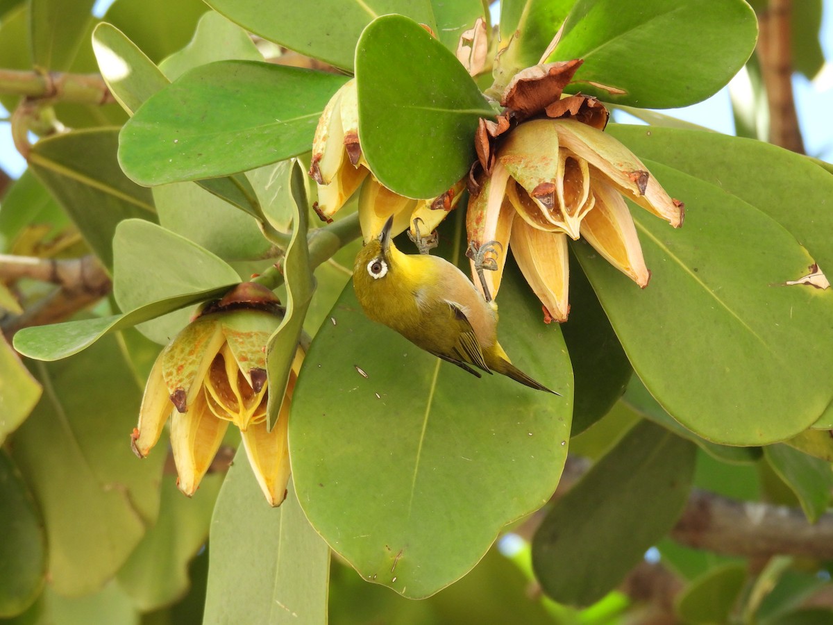 Warbling White-eye - ML646461952