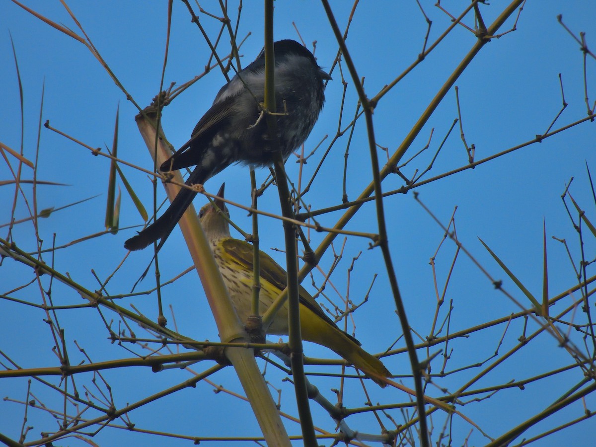 Indian Golden Oriole - ML646461958