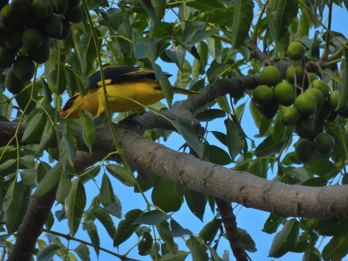 Indian Golden Oriole - ML646461959