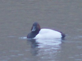Canvasback - ML646461961
