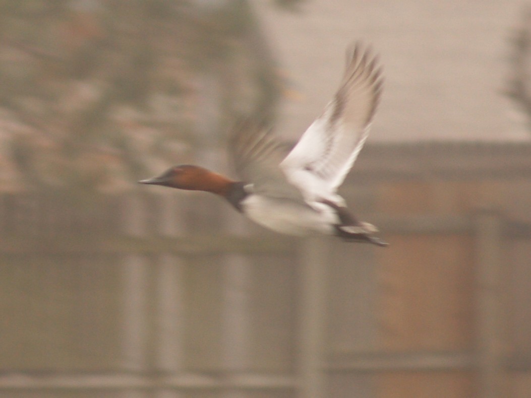 Canvasback - ML646461962