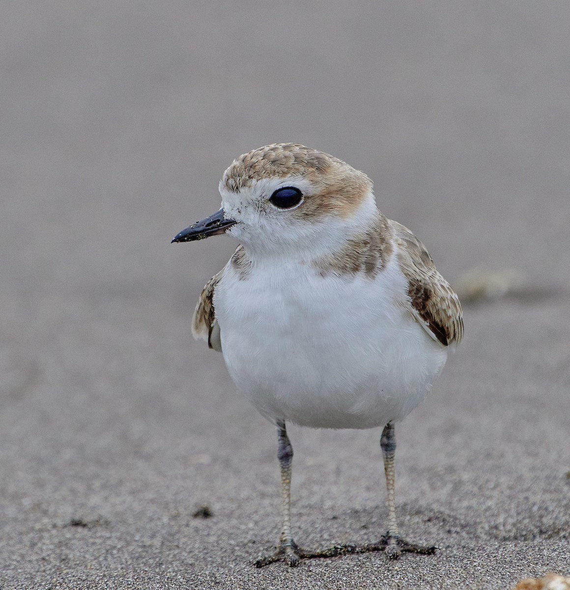 Snowy Plover - ML646461964