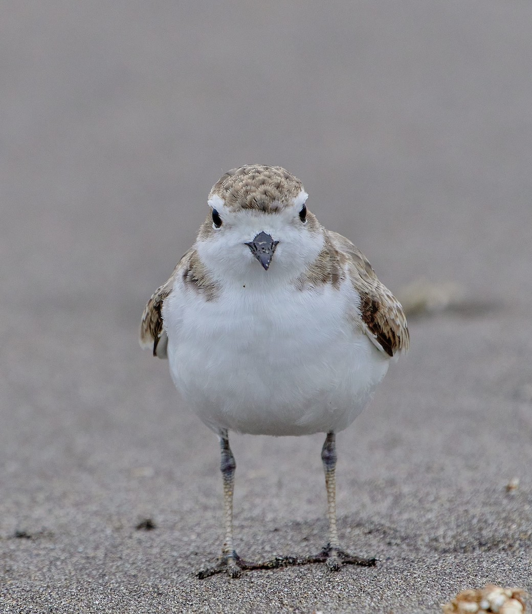 Snowy Plover - ML646461965