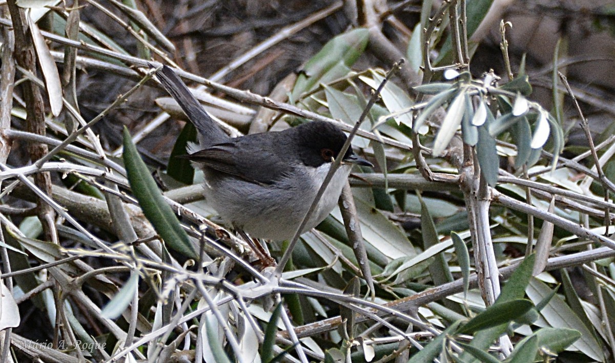 Sardinian Warbler - ML646461967