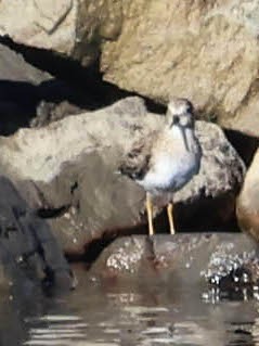 shorebird sp. - ML646461968