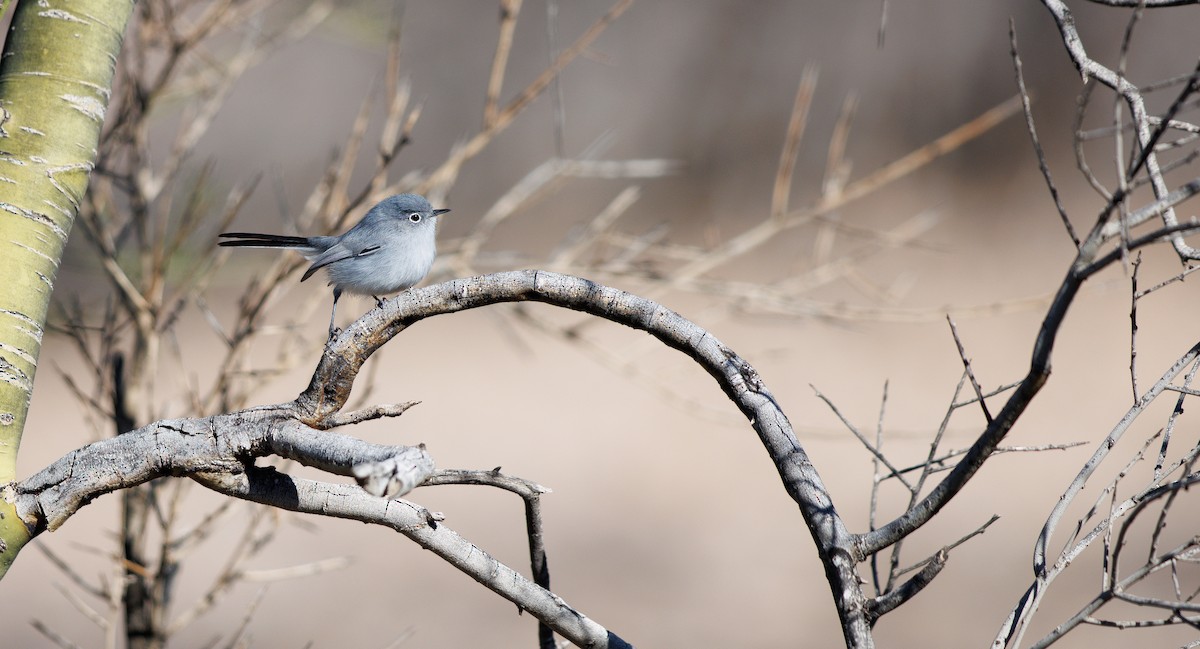 Black-tailed Gnatcatcher - ML646461969
