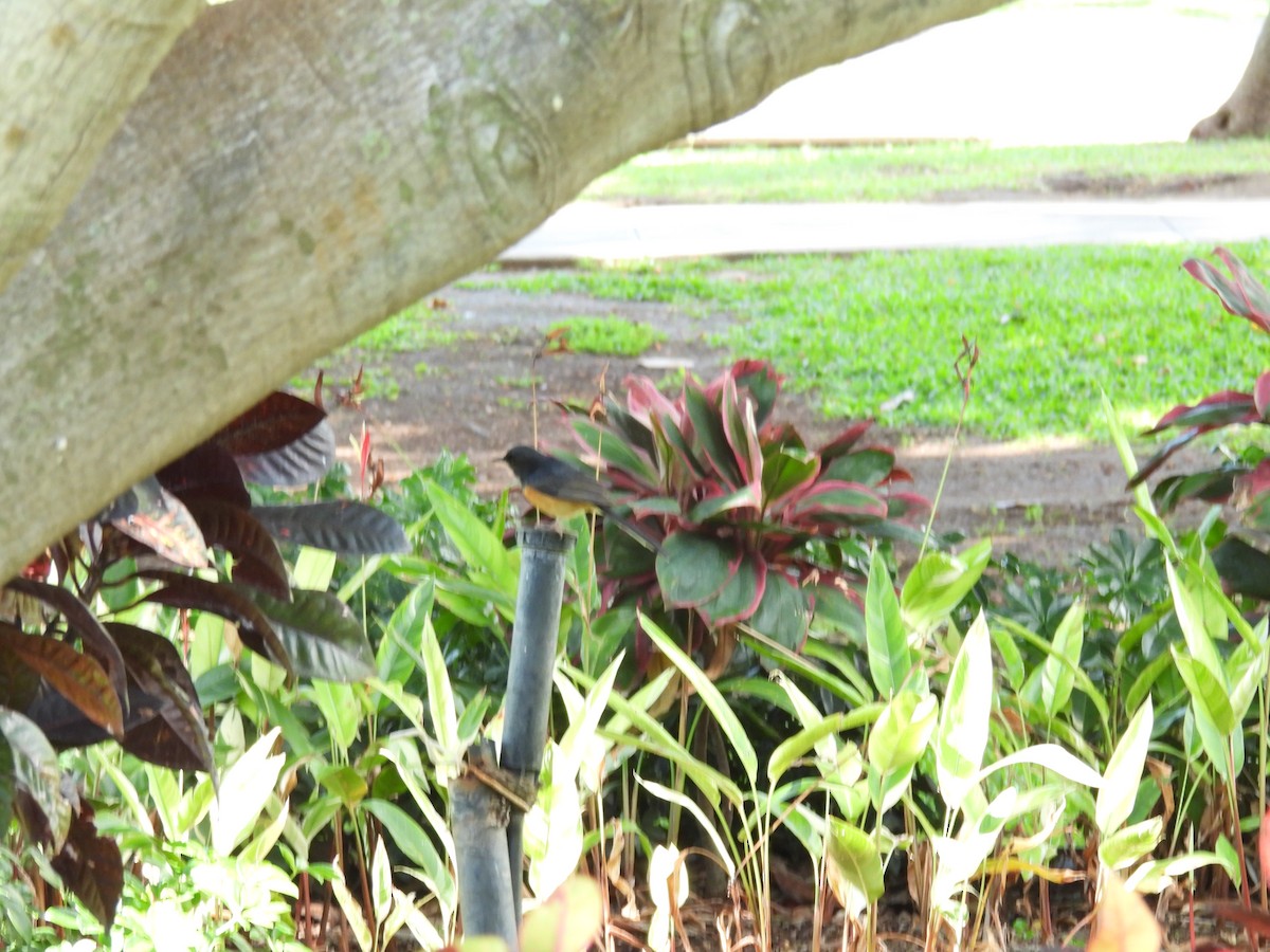 White-rumped Shama - ML646461971