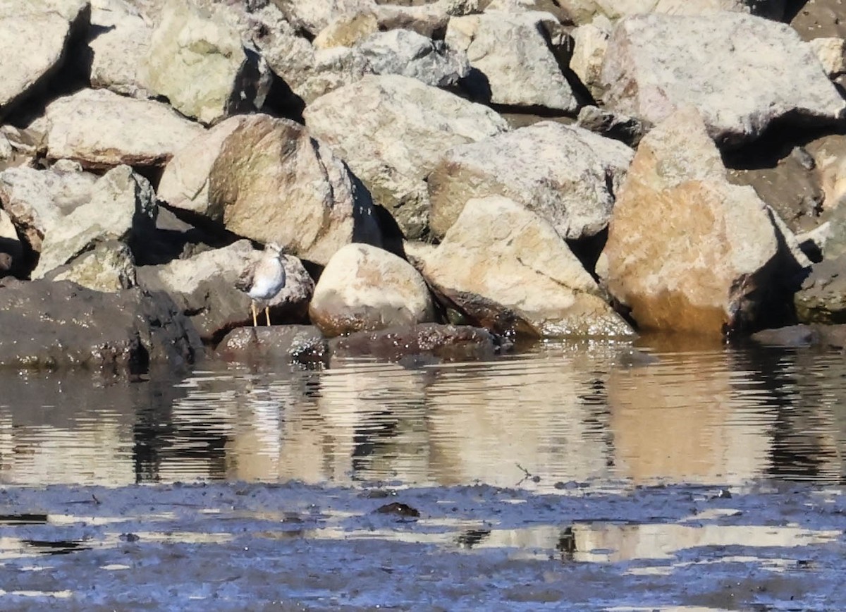 shorebird sp. - ML646461972