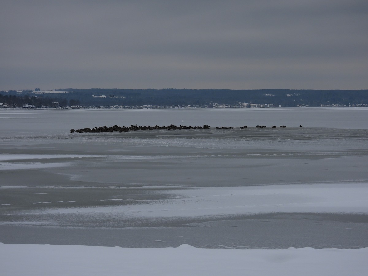 Canada Goose - ML646461973