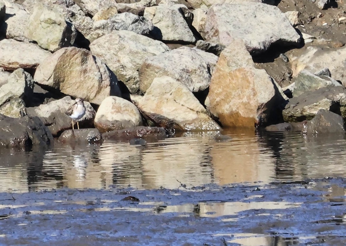 shorebird sp. - ML646461975